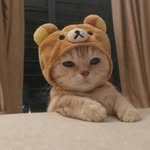 Aiden Yang - @aiden_yang09 - Instagram
