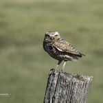 Aileen Brunner Photography - @focusonnaturewithaileen - Instagram