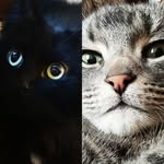 Cat Bundy & Aileen Purrnos - @catbundy_and_aileenpurrnos - Instagram