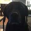 Dylan the best dog🐕 - @aileenbutler - TikTok