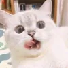 Aileen Caceres - @kitty0691 - TikTok