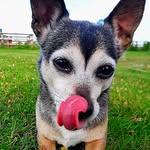 aileen carroll - @chickenchilli - Instagram