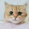 Aileen Chang - @aileen.chang5 - TikTok