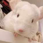 Aileen’s Chinchillas - @aileens_chinchilla - Instagram