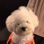 Aileen Choi - @dallara00 - Instagram