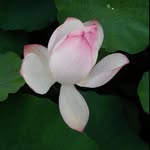 Aileen Chou - @aileenmouse42424 - Instagram