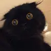 aileen_chu - @aileen_chu - TikTok