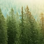 Aileen Chung - @livingsnohomishcounty - Instagram