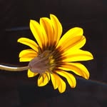 Aileen Cochran - @aileens_flowers - Instagram