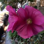 Aileen Cohen - Facebook