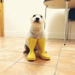 Aileen O Donovan - @caspardawestie - Instagram