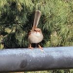 Aileen Goodwin - @bobgee_2 - Instagram