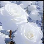 Aileen Moore - Facebook