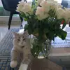 user8410451822679 - @aileenmoya22 - TikTok