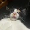 🐈✨ - @aileenirich - TikTok
