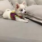 Eileen Shen - Facebook