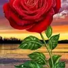 Aiman Ali. - @aiman.ali19 - TikTok