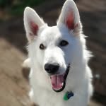 Aimee Bateman - @athena_thewhitegermanshepherd - Instagram