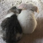 Aimee Boyer, Bunny mommy - @mr.bubbles_magoo_and_maui_too_ - Instagram