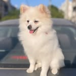 Aimee 🐶 - @aimee.cohen1 - Instagram