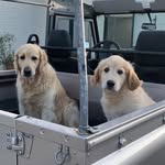 Mich & Aimée - @mich.aimee.goldens - Instagram