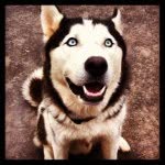 Amanda Aimee Grey - @huskylove31 - Instagram