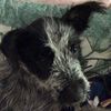 Daisy - @aimeegrey1 - TikTok