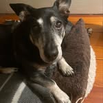 Aimee Gross - @oscar_doxie_ri - Instagram