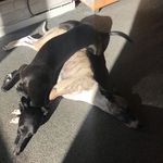 Aimee Grubb - @puppyland2010 - Instagram