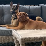 Aimee Hamby - @smoochy_pooch - Instagram