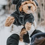 Aimee Han - @hanaimee - Instagram