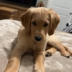 Aimee McBride - @wildpeachveterinary - Instagram