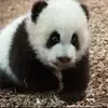 Aimee McDowell - @artistic_panda - TikTok