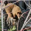 Save the bears and cubs! - @aimeemeeks_andbearfriend - TikTok
