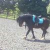 Aimee & cricket - @aimeemillan - TikTok