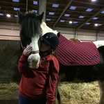 horses  are amazing - @aimee.millan_cricket - Instagram