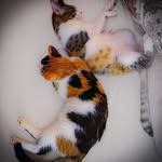 Aimée and Monét 🐈🐈😸 - @aimee_monet23 - Instagram