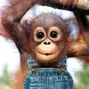 AimeeCowan - @monkeyaimee - TikTok
