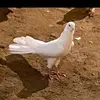 AiméeMorin - @sadyeudb41w - TikTok