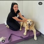 AM Vet Physio - @aimeemosesvetphysio - Instagram