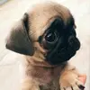 ᗩIᗰEEᗰᑌᖇᖇᗩY - @aimeemurray2217 - TikTok