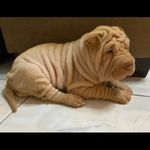 Mila Aimeé Guerreiro Ochoa - @bingodemila - Instagram