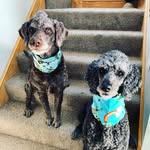 Aimee And Oliver - @aimee_oliver_standard_poodles - Instagram