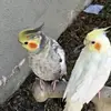 Aimee Palmas - @aimeepalmas - TikTok