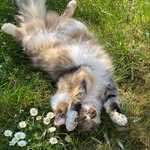 Chaton D’amour - @ma_petite_sorciere_bien_aimee - Instagram