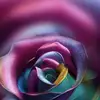aimeeproctor291hl - @aimeeproctor291hl - TikTok