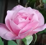 Aimee Wang - Facebook