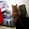 Aimee Wu - @aimeewu0212 - TikTok