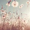 ainingzhang3 - @ainingzhang3 - TikTok