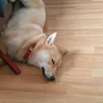 Aisha Daffeh - @daffehaisha - Instagram